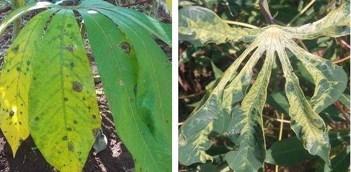 Cassava plants affected by viral disease