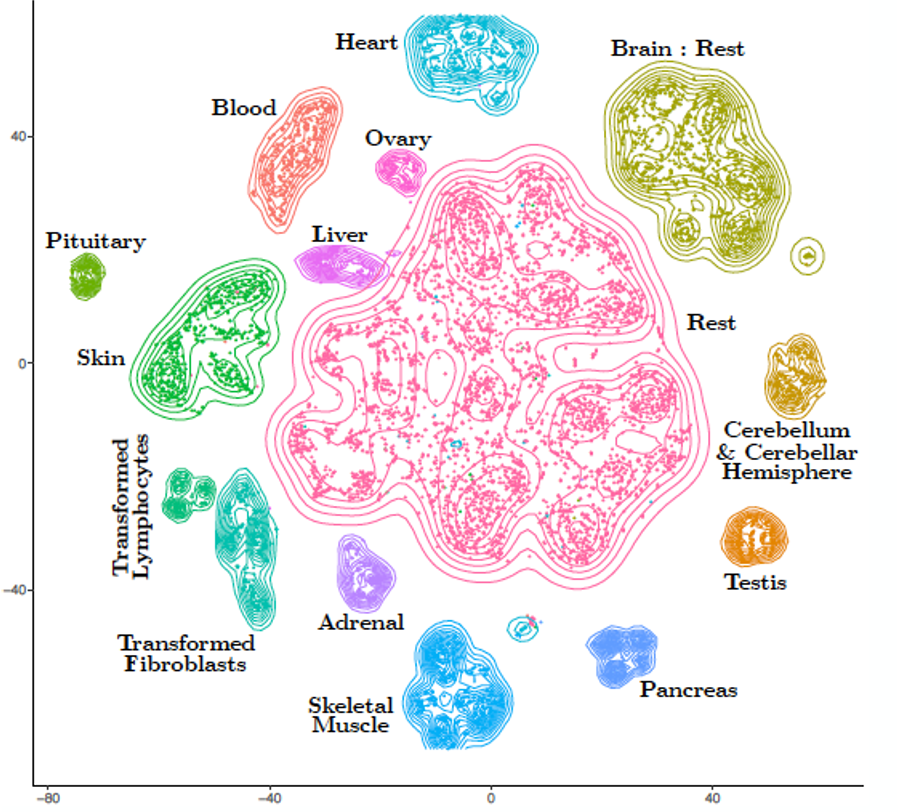 t-sne visualization of tissue-specific ribosome composition